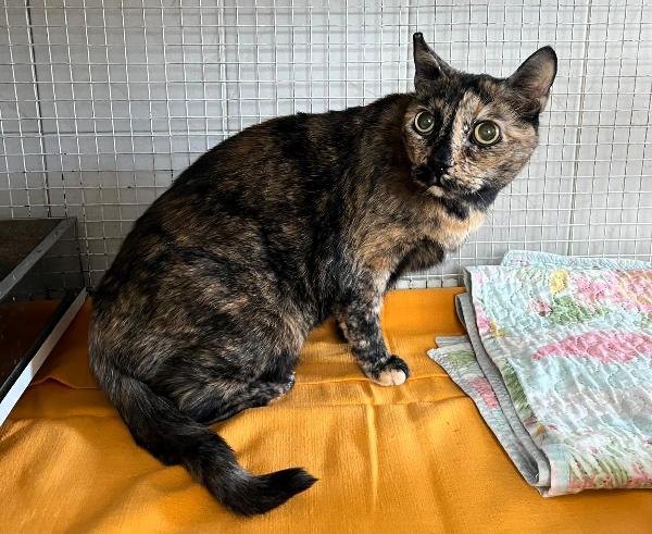 PEPITA GATTINA SQUAMA TARTARUGA Foto 5